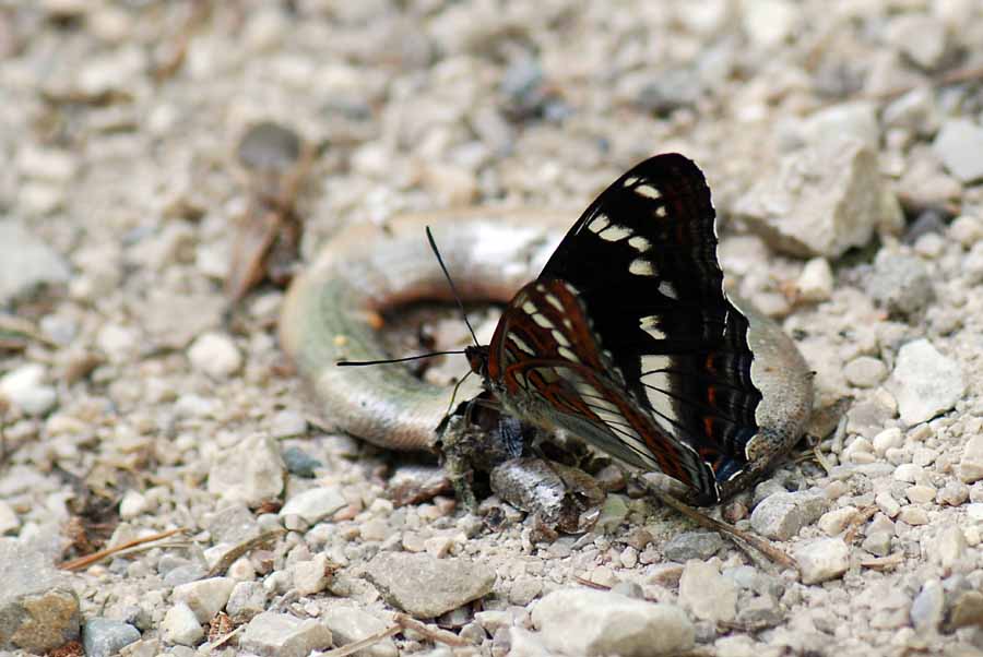 Limenitis populi del Vicentino